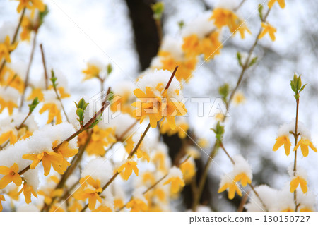 Yellow Flowers Beautifully Covered in Snow Capturing Nature 130150727