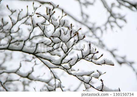 Magnolia Bud Flowers Delicately Covered in Snow Details 130150734