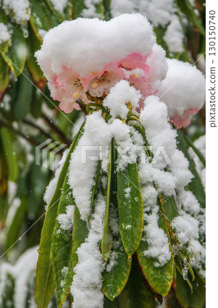 Rhododendron Flowers Covered in Snow Showcasing Nature's Beauty 130150740