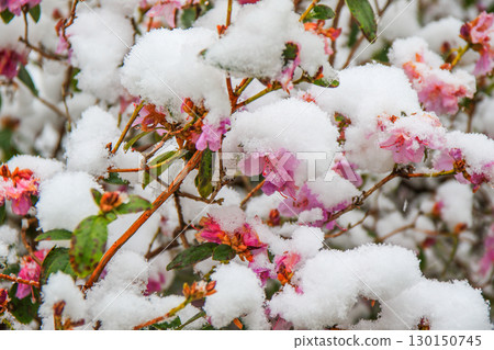 Rhododendron Flowers Covered in Snow Showcasing Nature's Beauty Rhododendron Flowers Covered in Snow Showcasing Nature's Beauty 130150745