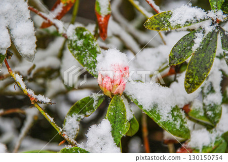 Rhododendron Flowers Covered in Snow Showcasing Nature's Beauty Rhododendron Flowers Covered in Snow Showcasing Nature's Beauty 130150754