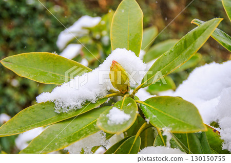 Rhododendron Flowers Covered in Snow Showcasing Nature's Beauty 130150755