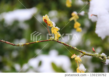 Yellow Flowers Beautifully Covered in Snow Capturing Nature 130150762