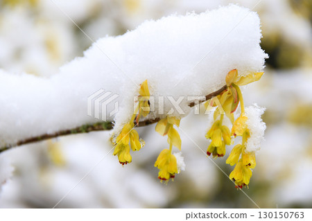 Yellow Flowers Beautifully Covered in Snow Capturing Nature Yellow Flowers Beautifully Covered in Snow Capturing Nature 130150763