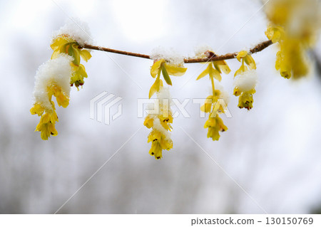Yellow Flowers Beautifully Covered in Snow Capturing Nature Yellow Flowers Beautifully Covered in Snow Capturing Nature 130150769