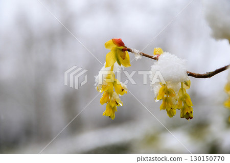 Yellow Flowers Beautifully Covered in Snow Capturing Nature Yellow Flowers Beautifully Covered in Snow Capturing Nature 130150770