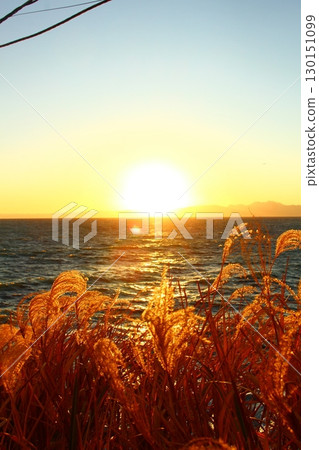 Sunset seen from pampas grass fields 130151099