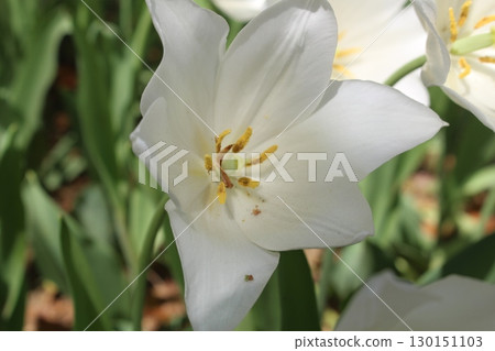 White tulip White tulip 130151103