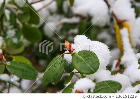 Rhododendron Flowers Covered in Snow Showcasing Nature's Beauty 130151229