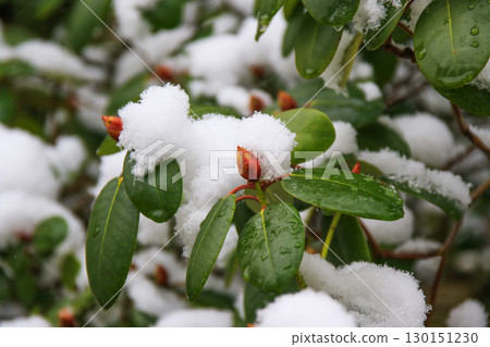 Rhododendron Flowers Covered in Snow Showcasing Nature's Beauty Rhododendron Flowers Covered in Snow Showcasing Nature's Beauty 130151230