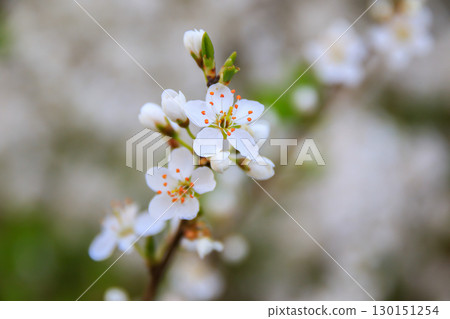 Forest Trees Adorned with White Flowers Blooming in Spring Forest Trees Adorned with White Flowers Blooming in Spring 130151254