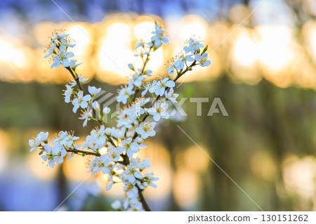 Forest Trees Adorned with White Flowers Blooming in Spring Forest Trees Adorned with White Flowers Blooming in Spring 130151262