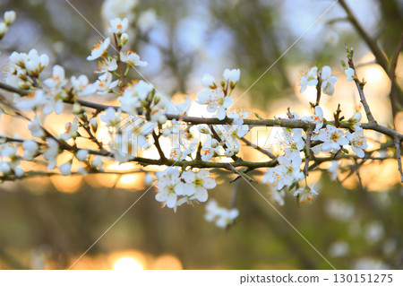 Forest Trees Adorned with White Flowers Blooming in Spring Forest Trees Adorned with White Flowers Blooming in Spring 130151275