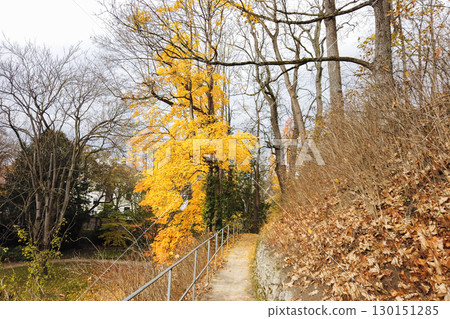 Beautiful Autumn Landscape with Trees and Colorful Leaves 130151285