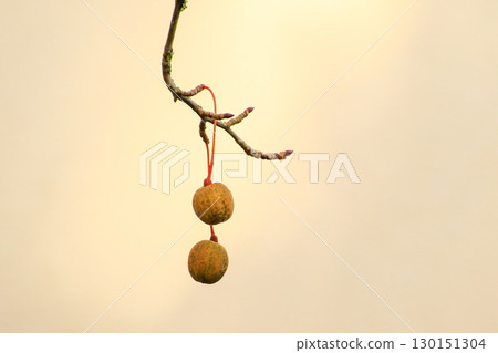 Davidia Involucrata Fruit Detailed Close Up View 130151304