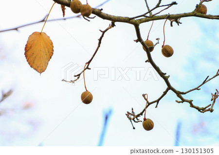 Davidia Involucrata Fruit Detailed Close Up View 130151305