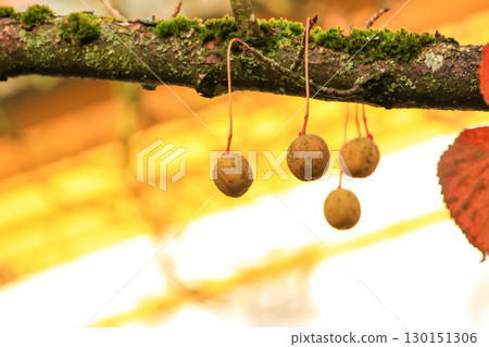 Davidia Involucrata Fruit Detailed Close Up View Davidia Involucrata Fruit Detailed Close Up View 130151306