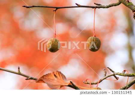 Davidia Involucrata Fruit Detailed Close Up View Davidia Involucrata Fruit Detailed Close Up View 130151345