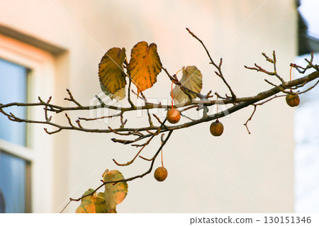 Davidia Involucrata Fruit Detailed Close Up View 130151346