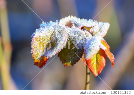 Frost Covered Leaves in Park Detailed Close Up 130151353
