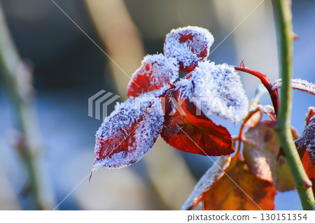 Frost Covered Leaves in Park Detailed Close Up Frost Covered Leaves in Park Detailed Close Up 130151354
