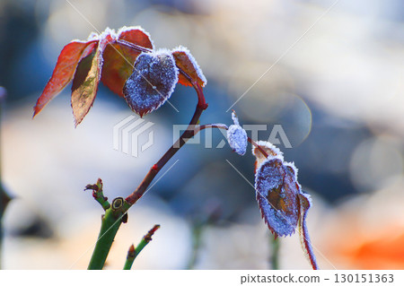 Frost Covered Leaves in Park Detailed Close Up 130151363