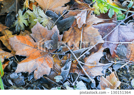 Frost Covered Leaves in Park Detailed Close Up Frost Covered Leaves in Park Detailed Close Up 130151364