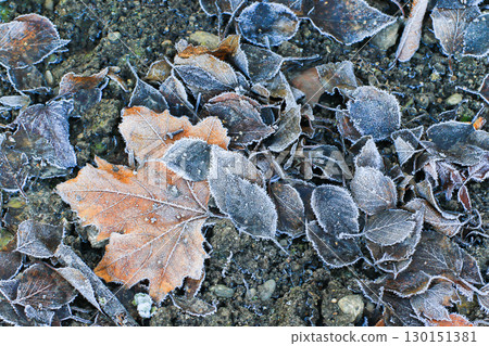 Frost Covered Leaves in Park Detailed Close Up Frost Covered Leaves in Park Detailed Close Up 130151381