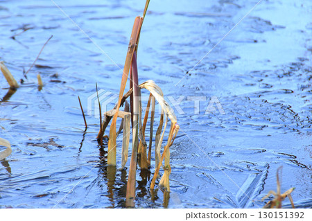 Frozen Leaves and Vegetation on Lake Surface Close Up Frozen Leaves and Vegetation on Lake Surface Close Up 130151392