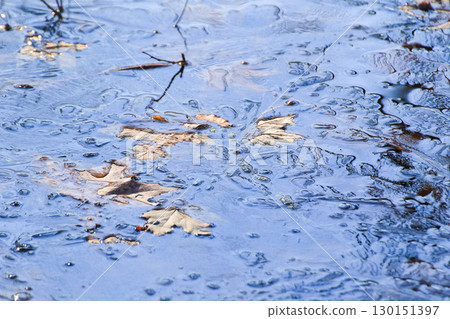 Frozen Leaves and Vegetation on Lake Surface Close Up 130151397