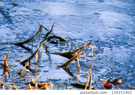 Frozen Leaves and Vegetation on Lake Surface Close Up Frozen Leaves and Vegetation on Lake Surface Close Up 130151403