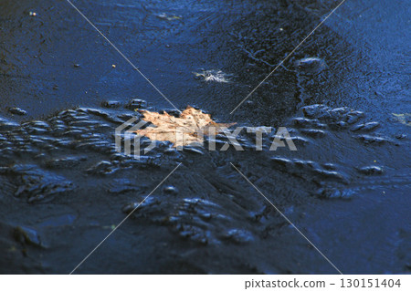 Frozen Leaves and Vegetation on Lake Surface Close Up Frozen Leaves and Vegetation on Lake Surface Close Up 130151404