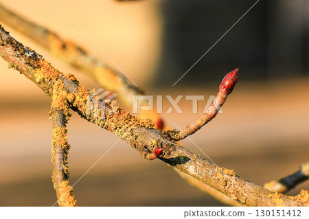 Tree Leaves Buds Close Up Details in Spring Tree Leaves Buds Close Up Details in Spring 130151412