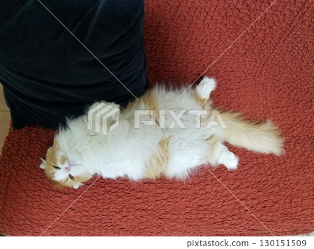 Scottish Fold relaxing on the sofa Scottish Fold relaxing on the sofa 130151509