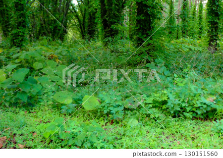The mixed planting of a wide variety of undergrowth in the Hachimantai woods reduces insect damage 130151560