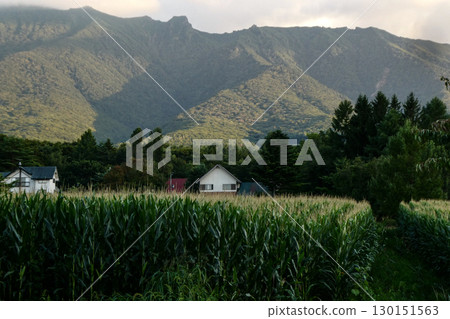 Dairy farmers planting dent corn in Hachimantai, at the foot of Mount Iwate in Iwate Prefecture 130151563
