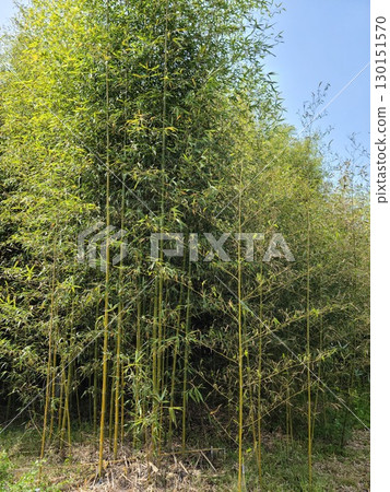 美麗的竹林 美麗的竹林 130151570