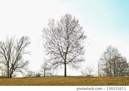 Solitary Tree Silhouette Standing Tall on Hill in Autumn Glow Solitary Tree Silhouette Standing Tall on Hill in Autumn Glow 130151611