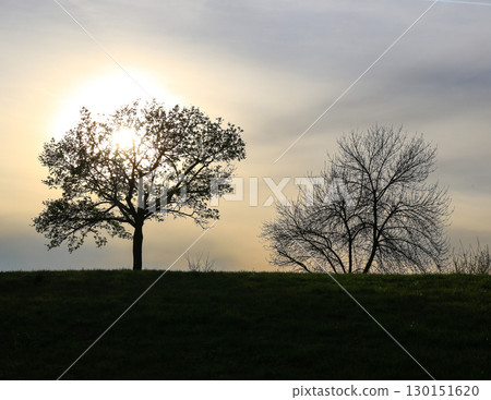 Autumn Tree Silhouettes at Sunset Glow 130151620