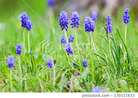 Blue Flowers Blooming Beautifully in Park Blue Flowers Blooming Beautifully in Park 130151633