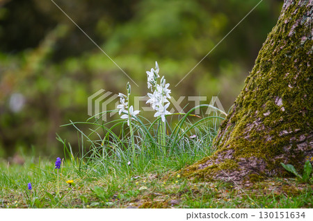 White Flowers Bloom Gracefully in Park 130151634