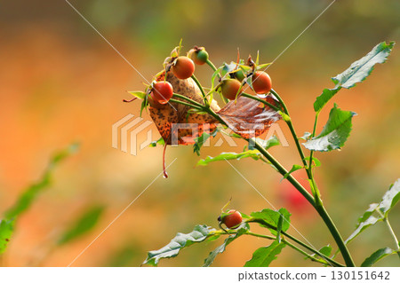 Rose Hips Flowers Bloom in Park 130151642