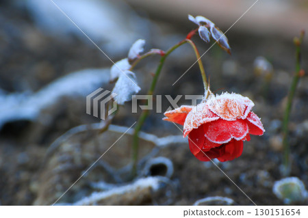 Red Rose Covered in Winter Snow 130151654