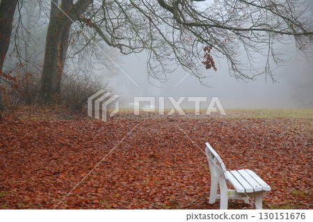 Foggy Autumn Trees in the Park 130151676