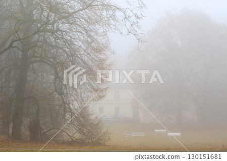 Foggy Autumn Trees in the Park Foggy Autumn Trees in the Park 130151681