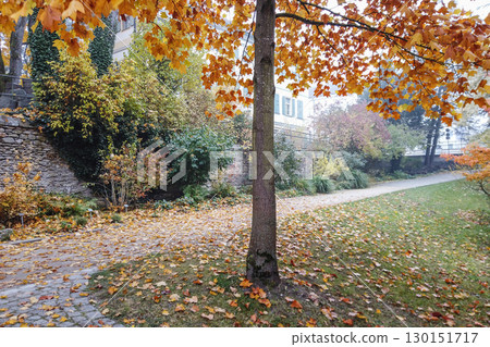 Vibrant Autumn Park Landscape with Trees and Grass 130151717