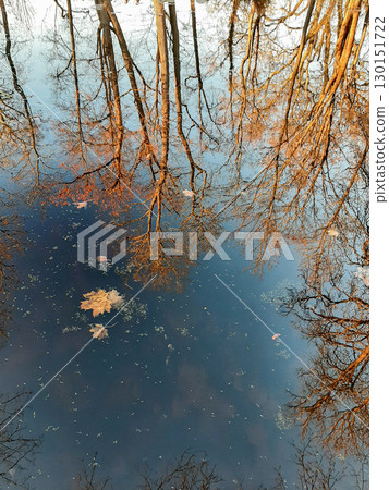 Autumn Trees Reflected in Calm Lake 130151722