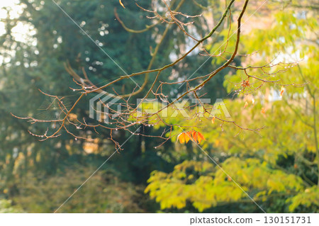Autumn Leaves Details Captured In Park 130151731
