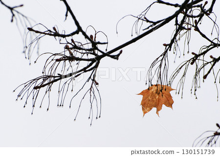 Empty Tree Branches Silhouettes with Raindrops Autumn Empty Tree Branches Silhouettes with Raindrops Autumn 130151739
