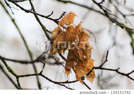 Empty Tree Branches Silhouettes with Raindrops Autumn Empty Tree Branches Silhouettes with Raindrops Autumn 130151742